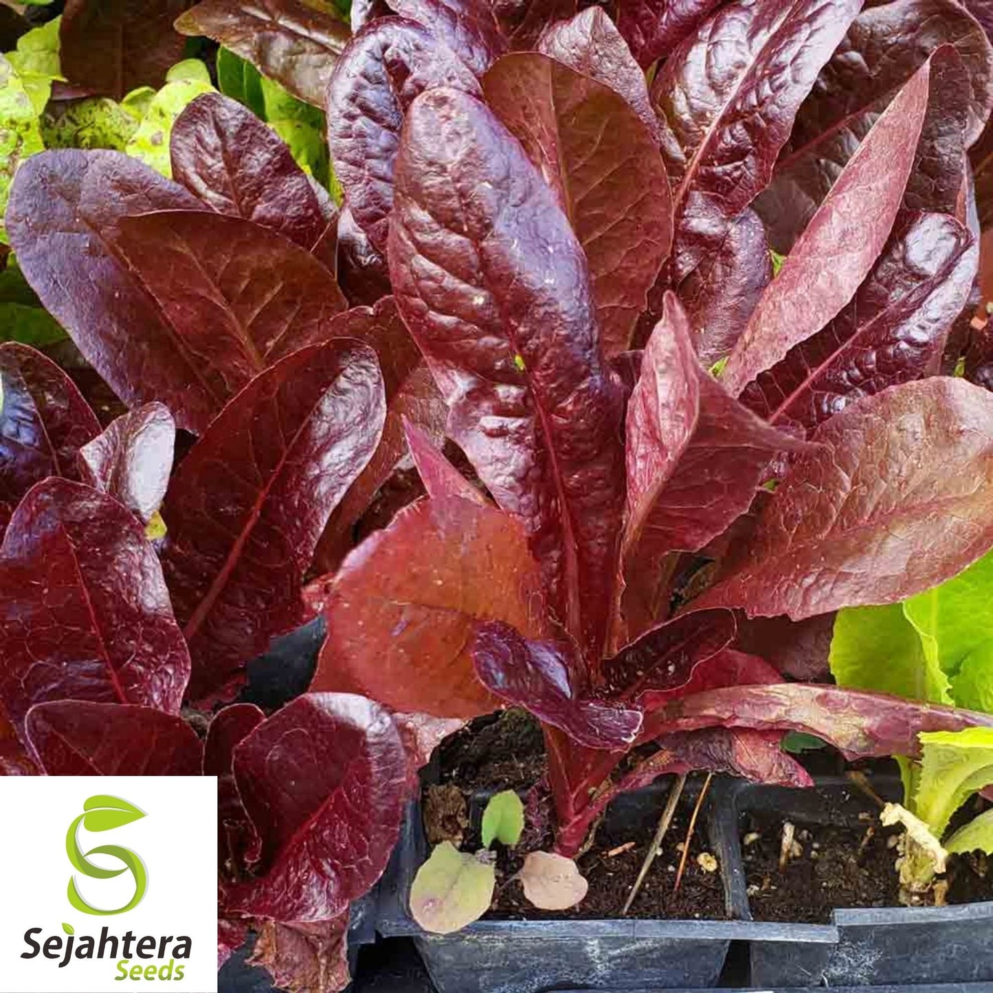 600+ Red Romaine Lettuce Seeds - Heirloom, Lactuca Sativa, Non-GMO Vegetable