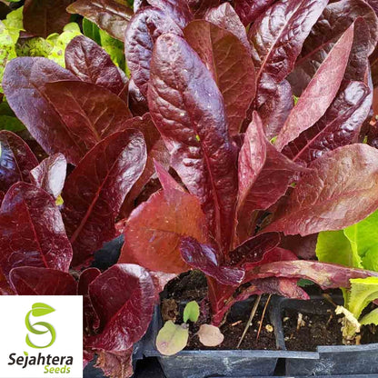 600+ Red Romaine Lettuce Seeds - Heirloom, Lactuca Sativa, Non-GMO Vegetable