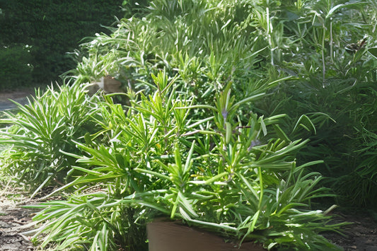 Upright Rosemary Cuttings - 10 Non-Rooted Cuttings, Rosmarinus officinalis 'Upright', Fragrant Herb for Gardens