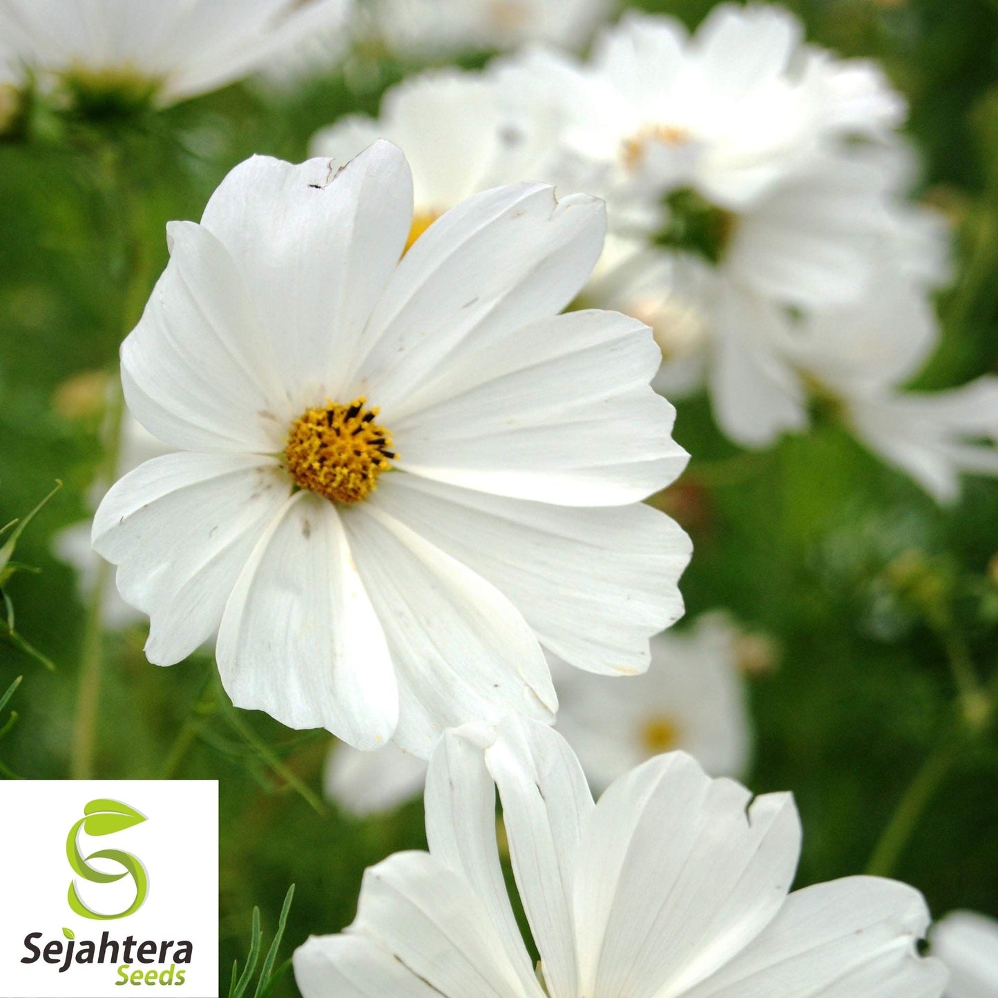 Cosmos Purity Seeds 100 Ct | White Flower Annual NON-GMO USA