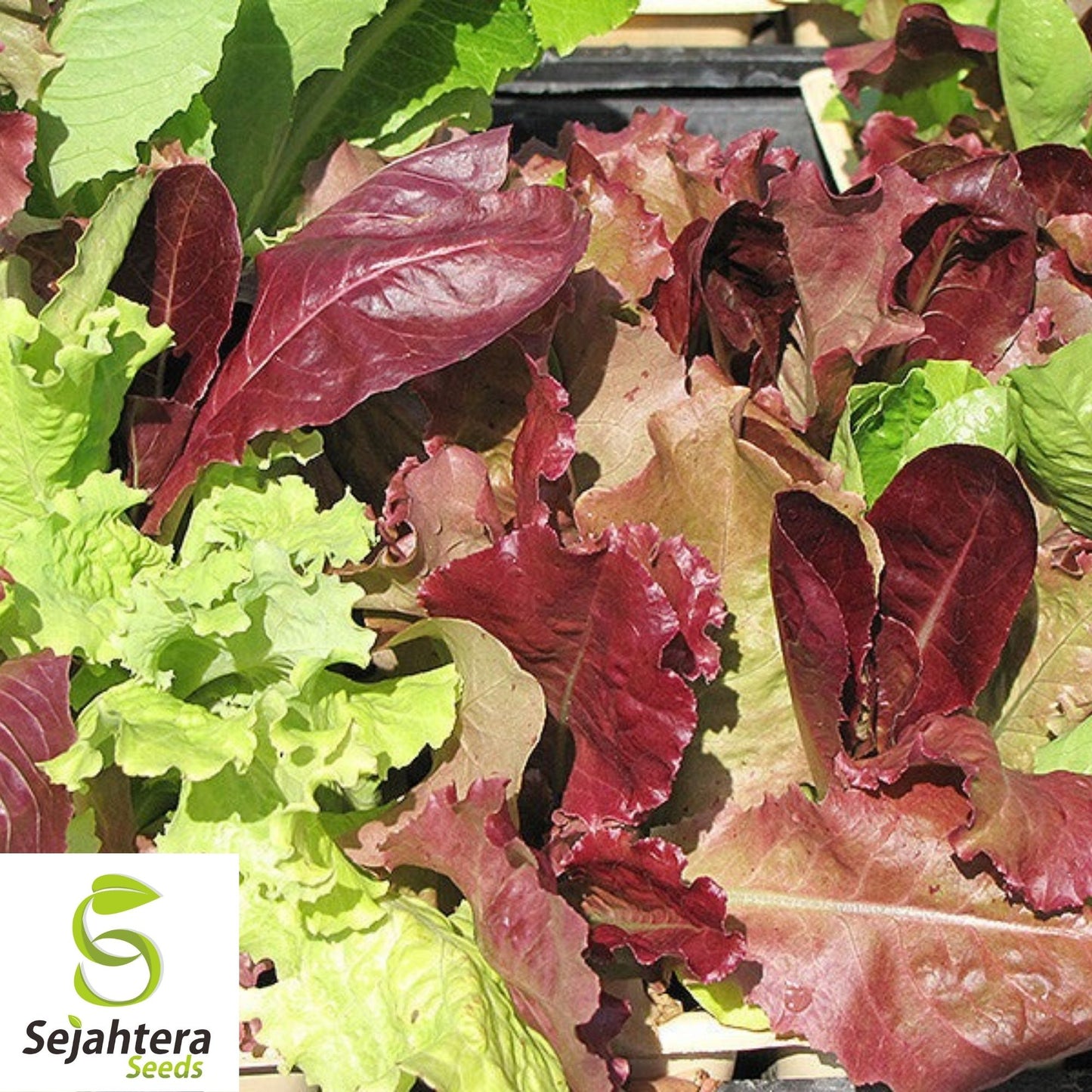Gourmet Salad Blend Lettuce Seeds 600+ | NON-GMO Vegetable Garden USA