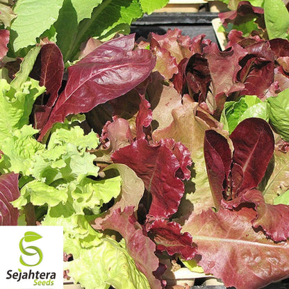 Gourmet Salad Blend Lettuce Seeds 600+ | NON-GMO Vegetable Garden USA