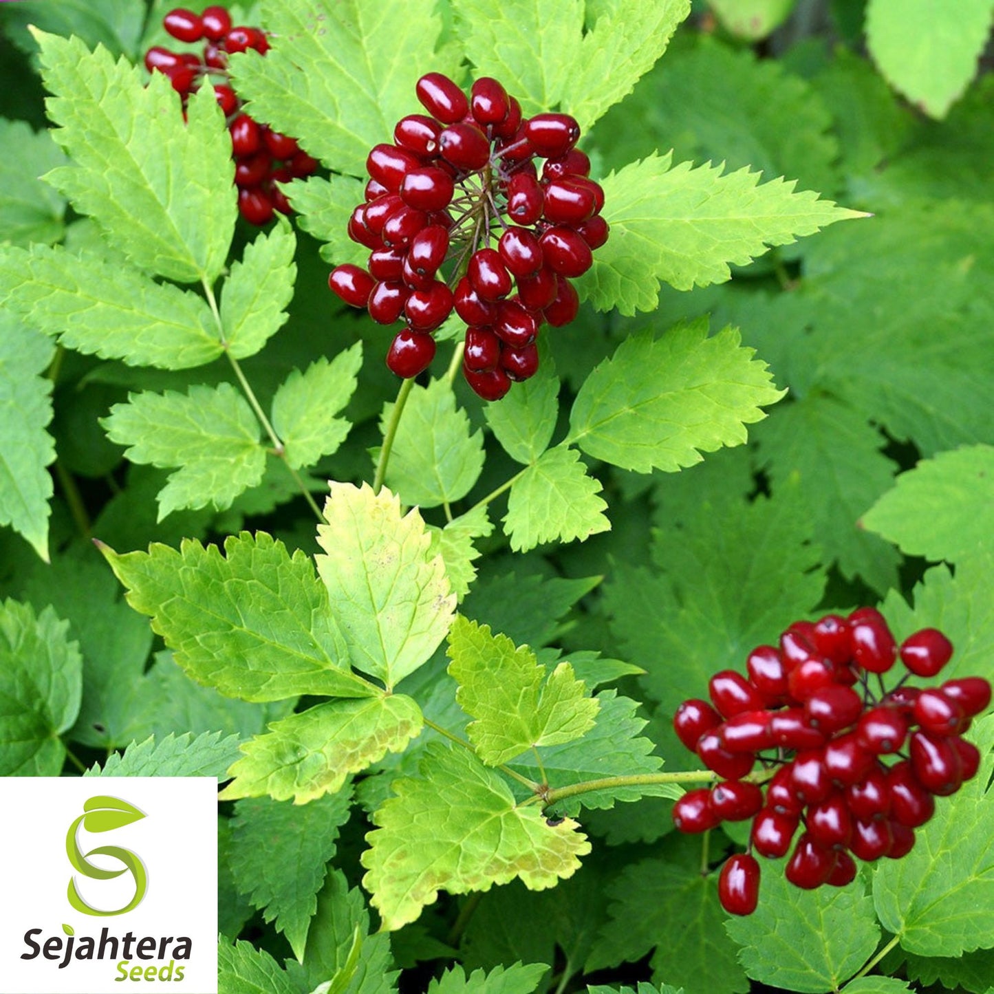 Red Baneberry Seeds {Actaea rubra} Pre-Stratified 20 Seeds