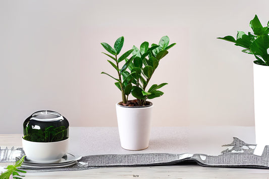 ZZ Plant 6" Pot - Zamioculcas Zamifolia - Low Light Indoor Houseplant - Easy Care Tropical Greenery for Home or Office
