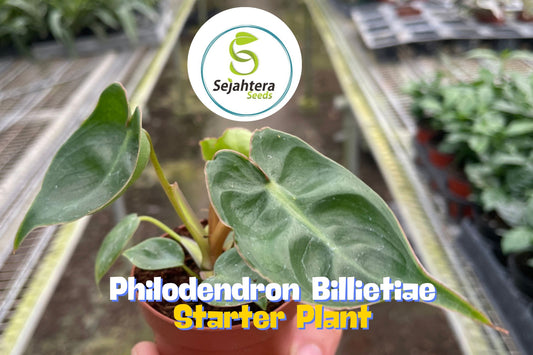 Philodendron Billietiae | Rare Tropical Houseplant in 3" Pot