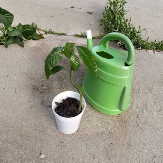 Keitt Mango Tree – Mangifera indica ‘Keitt’ Live Starter Plant | 8–12 Inches Tall | Late-Season Yellow Mango  Large Fruit | Fiberless & Sweet | Extended Harvest Variety