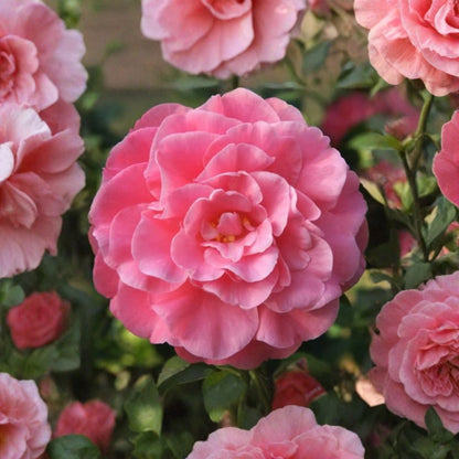 Camellia japonica ‘Spellbound’ – Camellia Live Plant | 1 Foot Tall | Includes 6 Inch Nursery Pot  Coral Rose Blooms | Glossy Evergreen Foliage | Fall Flowering Shrub