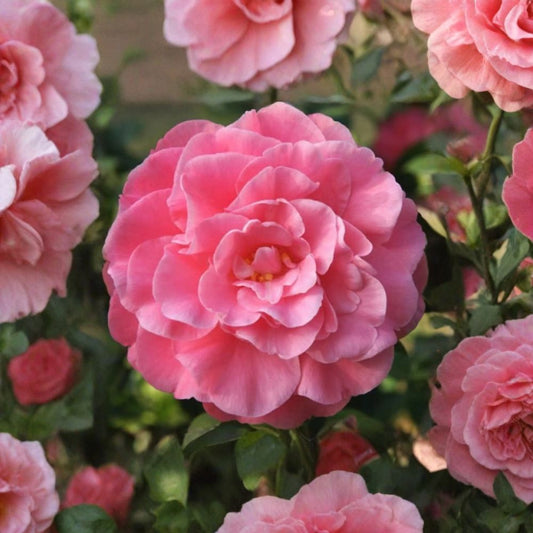 Camellia japonica ‘Spellbound’ – Camellia Live Plant | 1 Foot Tall | Includes 6 Inch Nursery Pot  Coral Rose Blooms | Glossy Evergreen Foliage | Fall Flowering Shrub