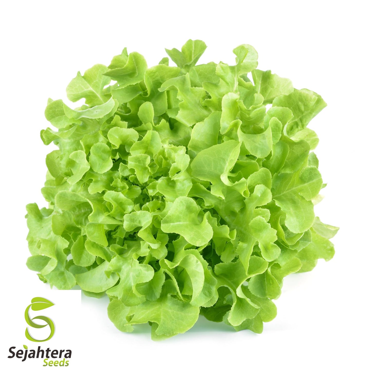 1000 Oak Leaf Lettuce Seeds - Non-GMO, Tender & Unique Heirloom Variety