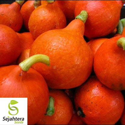 5 Red Kuri Squash Seeds - Uchiki Japanese Orange Heirloom, Non-GMO