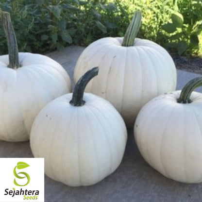 White Queen Pumpkin Seeds - 10+ Heirloom, Non-GMO, Open-Pollinated & Rare