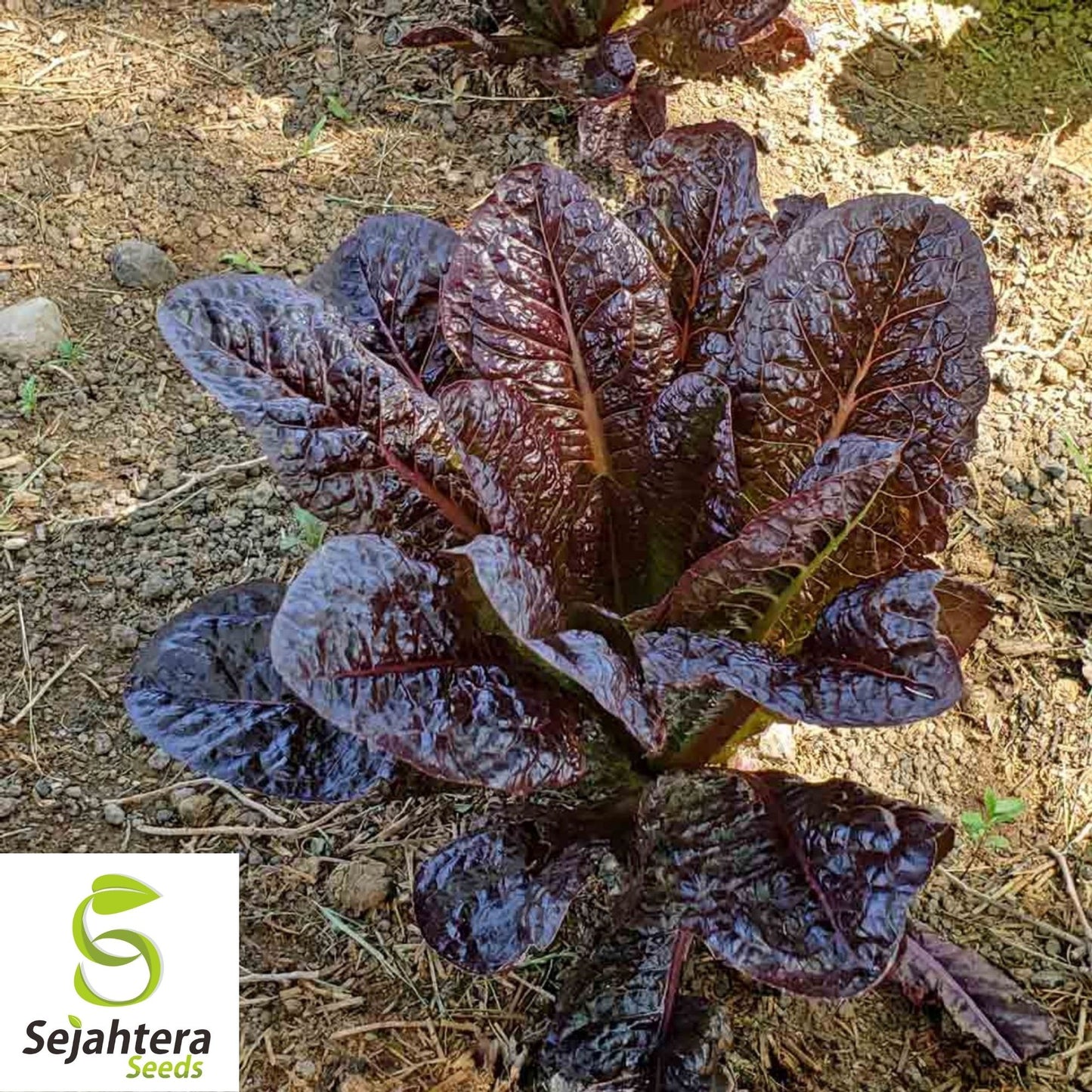 600+ Red Romaine Lettuce Seeds - Heirloom, Lactuca Sativa, Non-GMO Vegetable