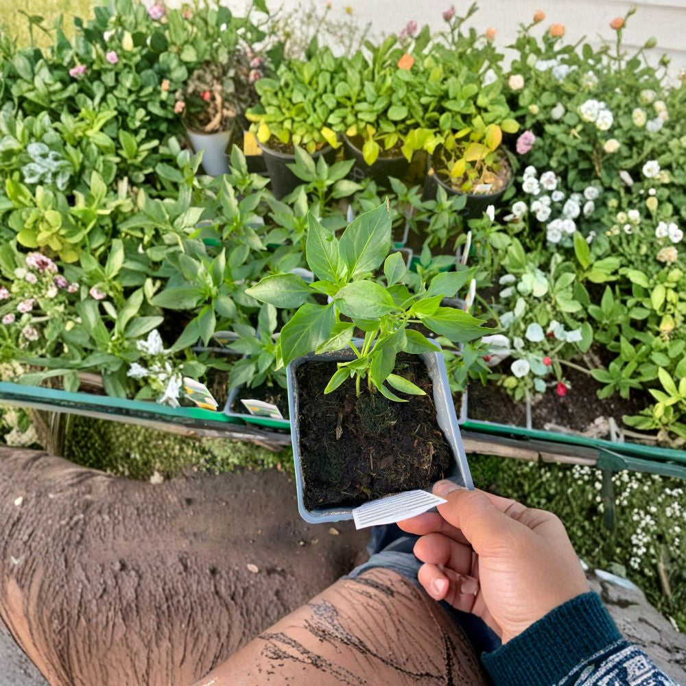 Serrano Pepper Plant – Capsicum annuum Live Pepper Plant | 3 Inch Pot | Ready to Grow  Medium-Hot Chili Starter | Garden & Container Friendly | Edible Vegetable Plant