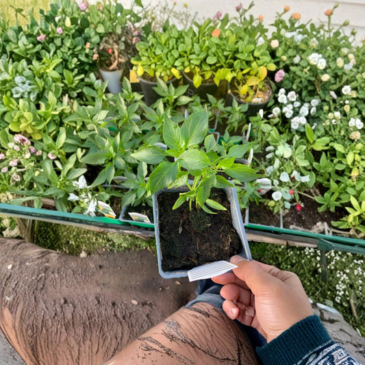Serrano Pepper Plant – Capsicum annuum Live Pepper Plant | 3 Inch Pot | Ready to Grow  Medium-Hot Chili Starter | Garden & Container Friendly | Edible Vegetable Plant