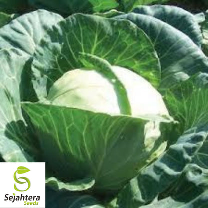Early Round Dutch Cabbage Seeds 500+ | Heirloom Vegetable NON-GMO USA