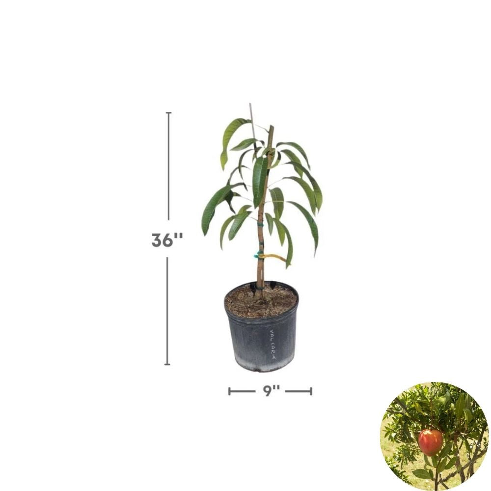 All Summer (Marlys) Mango Tree – Mangifera indica Grafted Live Tree | 2–4 Feet Tall | 3-Gal Container  Long Harvest Season | Nearly Fiberless | Ships to CA & PR