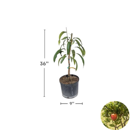 All Summer (Marlys) Mango Tree – Mangifera indica Grafted Live Tree | 2–4 Feet Tall | 3-Gal Container  Long Harvest Season | Nearly Fiberless | Ships to CA & PR