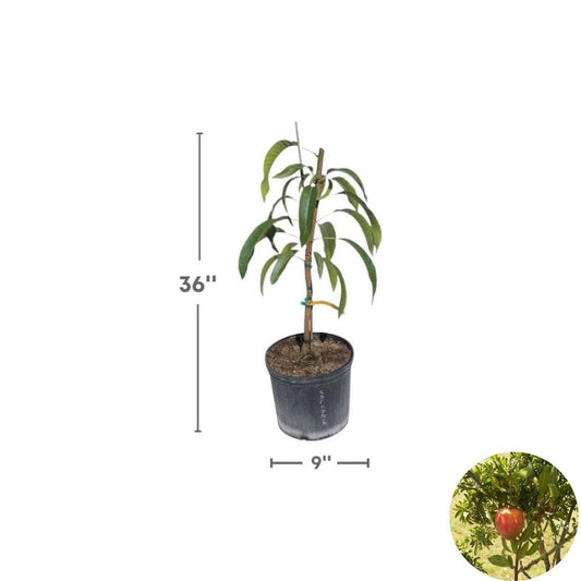 All Summer (Marlys) Mango Tree – Mangifera indica Grafted Live Tree | 2–4 Feet Tall | 3-Gal Container  Long Harvest Season | Nearly Fiberless | Ships to CA & PR