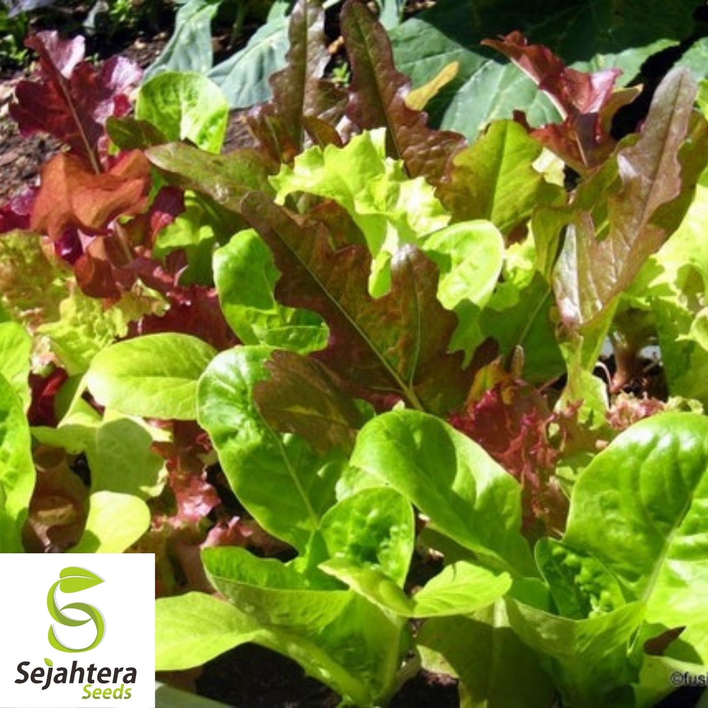 Gourmet Salad Blend Lettuce Seeds 600+ | NON-GMO Vegetable Garden USA