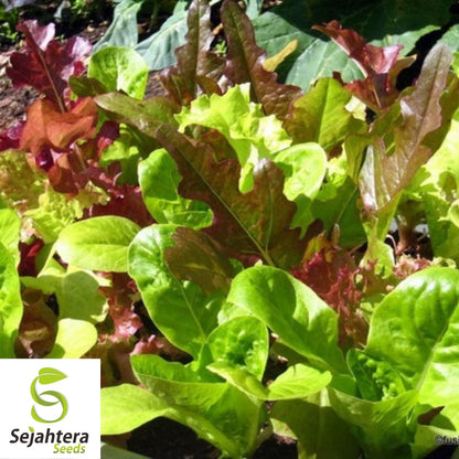 Gourmet Salad Blend Lettuce Seeds 600+ | NON-GMO Vegetable Garden USA