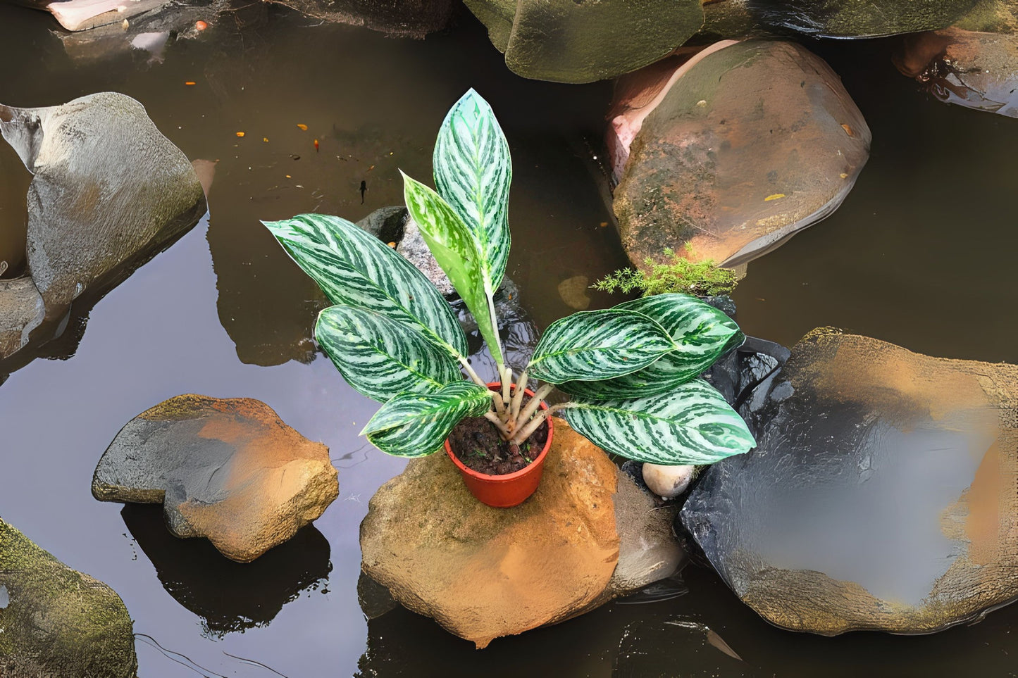 Aglaonema 'Moonlight Bay' 10" Pot | Chinese Evergreen | Low Maintenance Houseplant | Air Purifying Plant