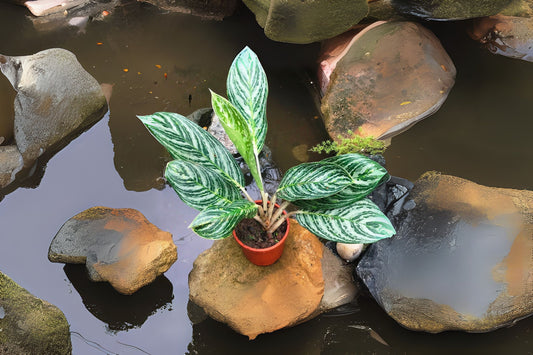 Aglaonema 'Moonlight Bay' 10" Pot | Chinese Evergreen | Low Maintenance Houseplant | Air Purifying Plant
