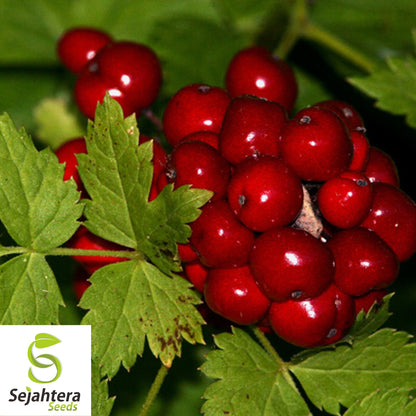 Red Baneberry Seeds {Actaea rubra} Pre-Stratified 20 Seeds