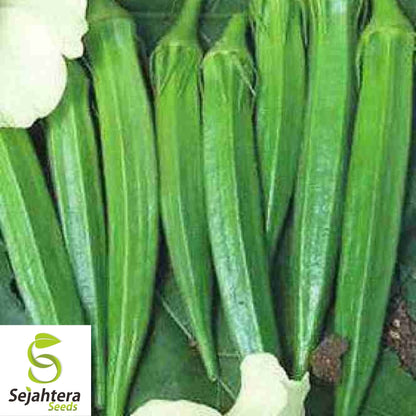 Rainbow Fiesta Okra Seeds 30 Ct | Heirloom Vegetable MIX NON-GMO USA