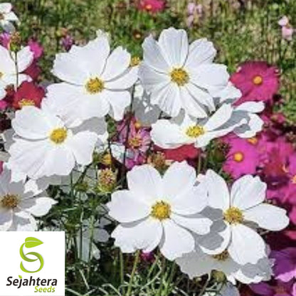 Cosmos Purity Seeds 100 Ct | White Flower Annual NON-GMO USA