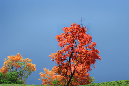 Bigtooth Maple Seeds - 10 Organic Hand Collected Acer Grandidentatum for Planting - Drought Tolerant Maple Tree Seeds