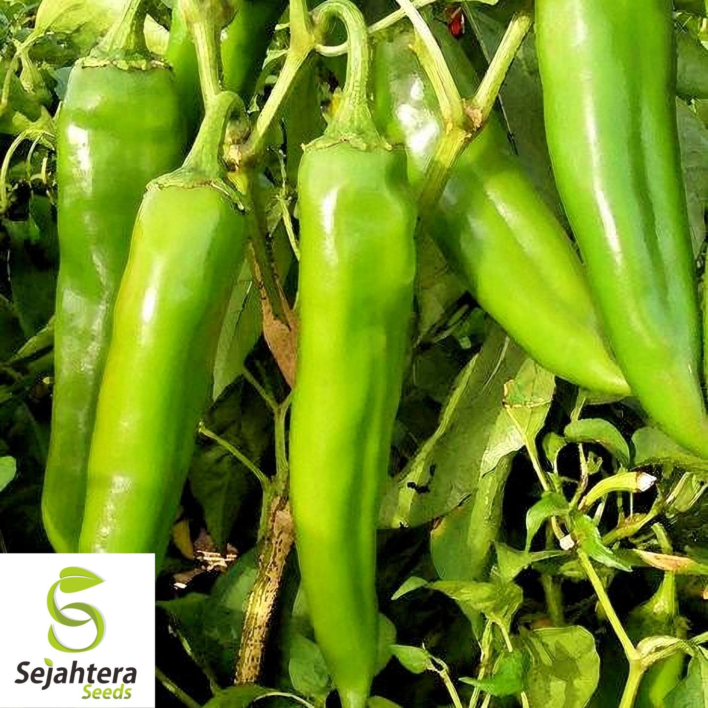 25 New Mexico Sandia Pepper Seeds - Non-GMO, Mild to Medium Heat