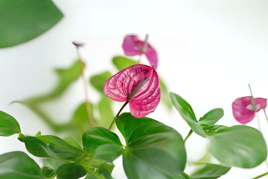 Anthurium Utah Plant in 6" Pot - Unique Purple Flowers - Anthurium spp. - Healthy Tropical Houseplant from Miami