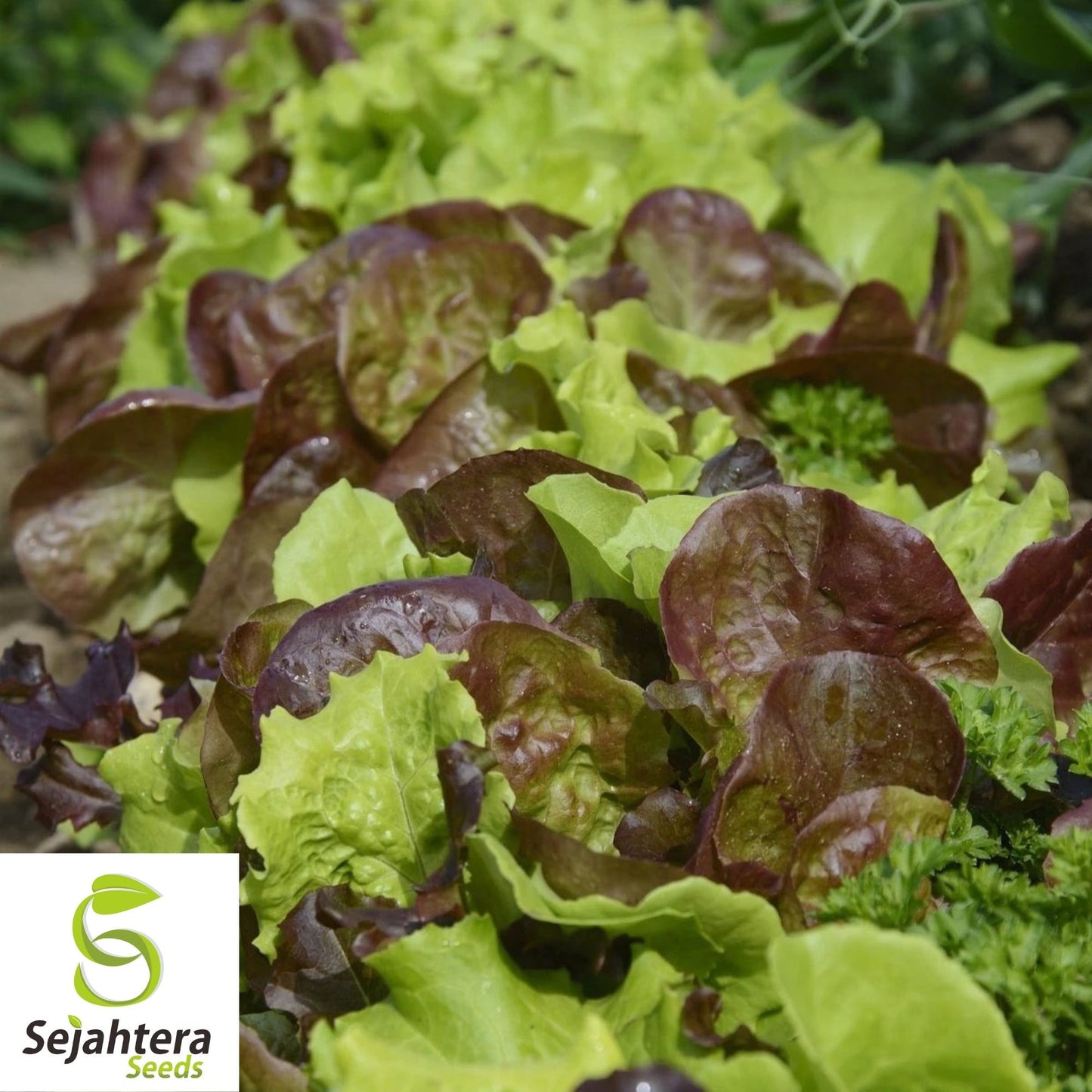 Gourmet Salad Blend Lettuce Seeds 600+ | NON-GMO Vegetable Garden USA