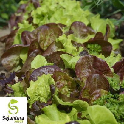 Gourmet Salad Blend Lettuce Seeds 600+ | NON-GMO Vegetable Garden USA