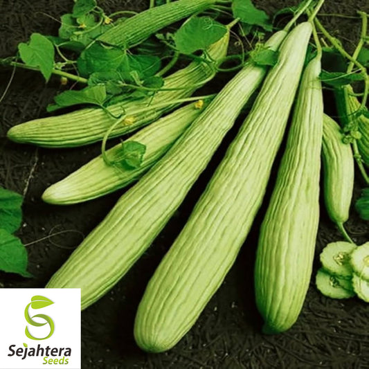 Armenian Yard Long Cucumber Seeds - 100+ Heirloom, Organic, Non-GMO & Crisp