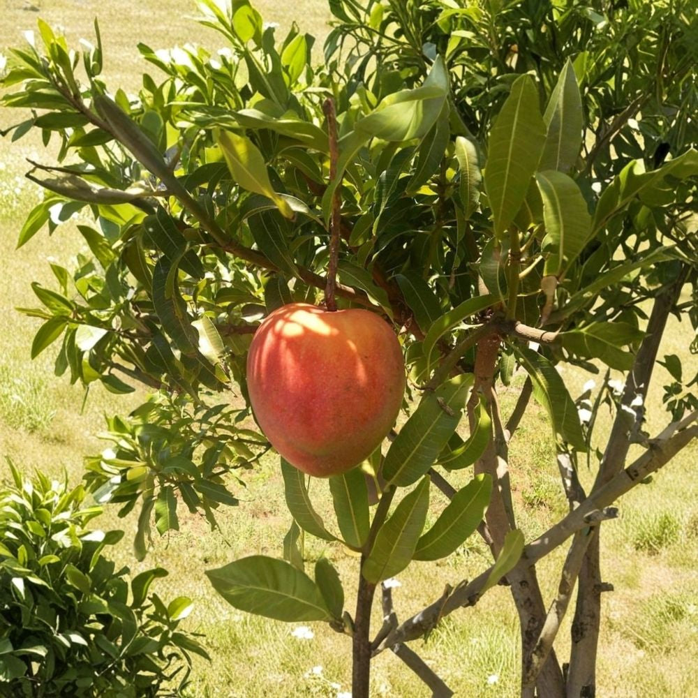 All Summer (Marlys) Mango Tree – Mangifera indica Grafted Live Tree | 2–4 Feet Tall | 3-Gal Container  Long Harvest Season | Nearly Fiberless | Ships to CA & PR