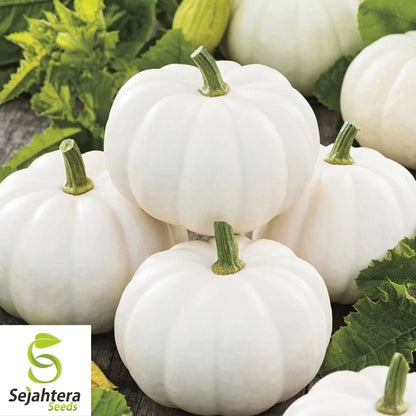 White Queen Pumpkin Seeds - 10+ Heirloom, Non-GMO, Open-Pollinated & Rare