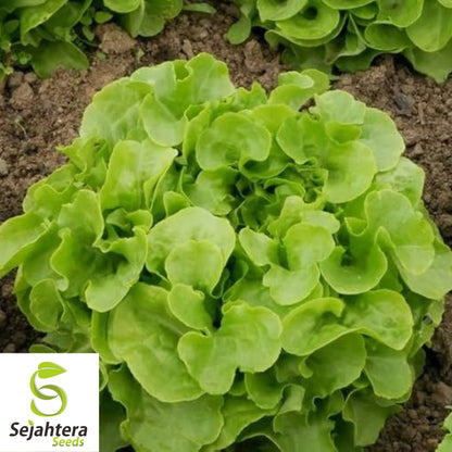 1000 Oak Leaf Lettuce Seeds - Non-GMO, Tender & Unique Heirloom Variety