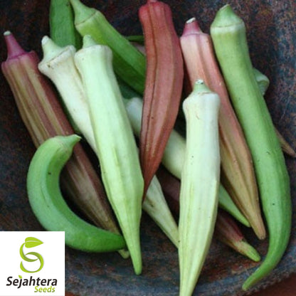 Rainbow Fiesta Okra Seeds 30 Ct | Heirloom Vegetable MIX NON-GMO USA