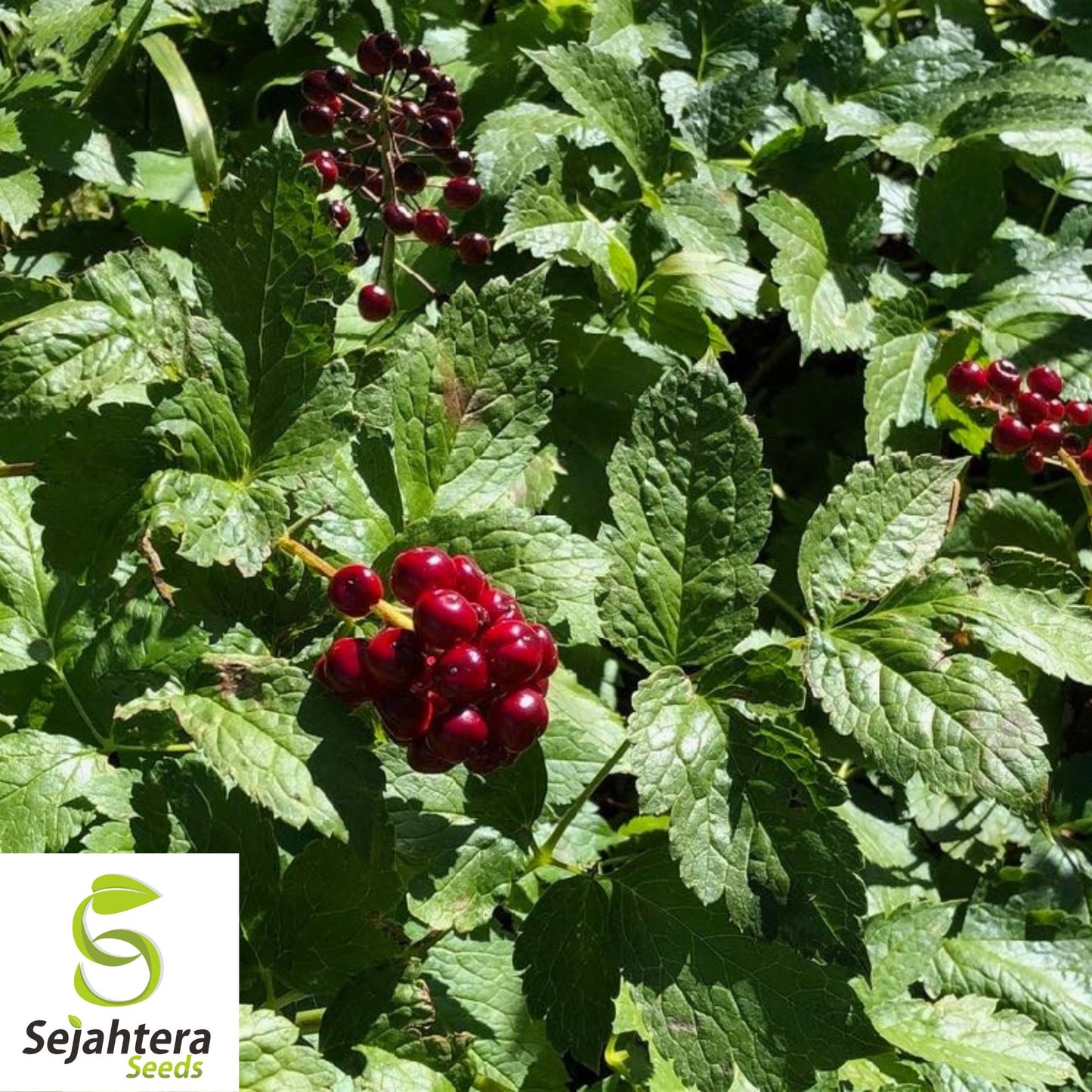 Red Baneberry Seeds {Actaea rubra} Pre-Stratified 20 Seeds