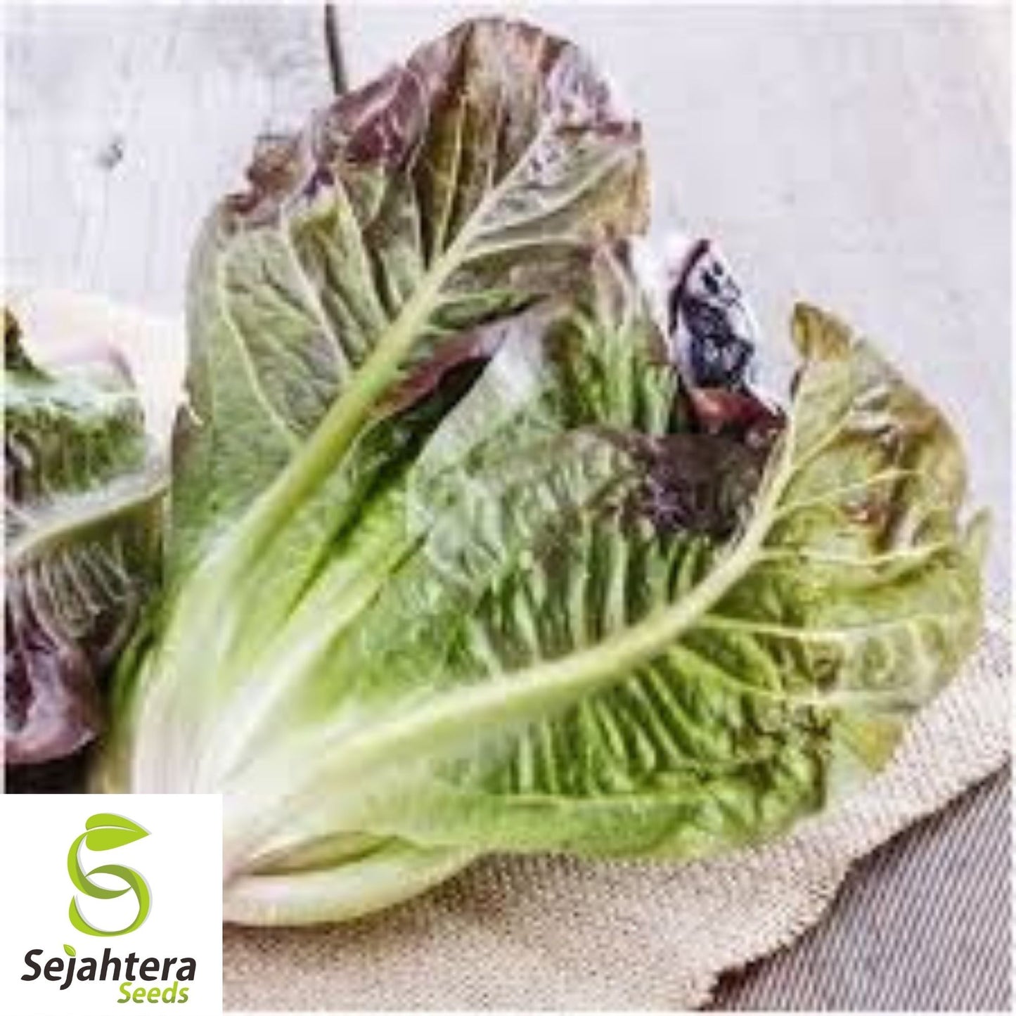 600+ Red Romaine Lettuce Seeds - Heirloom, Lactuca Sativa, Non-GMO Vegetable