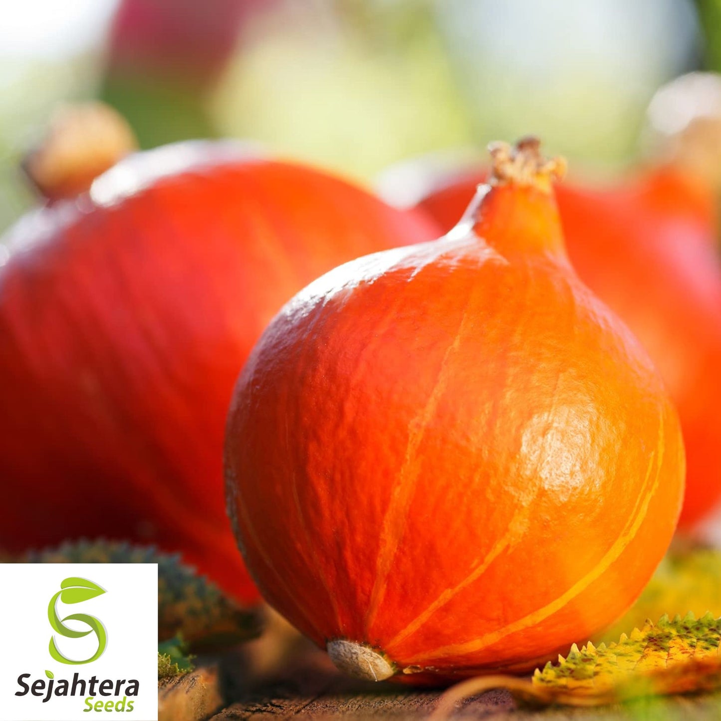 5 Red Kuri Squash Seeds - Uchiki Japanese Orange Heirloom, Non-GMO