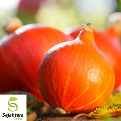 5 Red Kuri Squash Seeds - Uchiki Japanese Orange Heirloom, Non-GMO