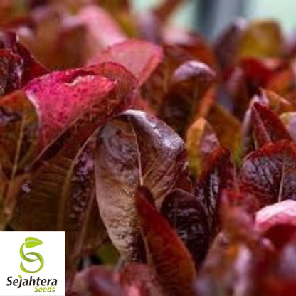 600+ Red Romaine Lettuce Seeds - Heirloom, Lactuca Sativa, Non-GMO Vegetable