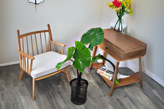 Alocasia Black Stem Potted Plant - 3 Gallon Pot - Alocasia spp. - Tropical Indoor Houseplant for Home Decor