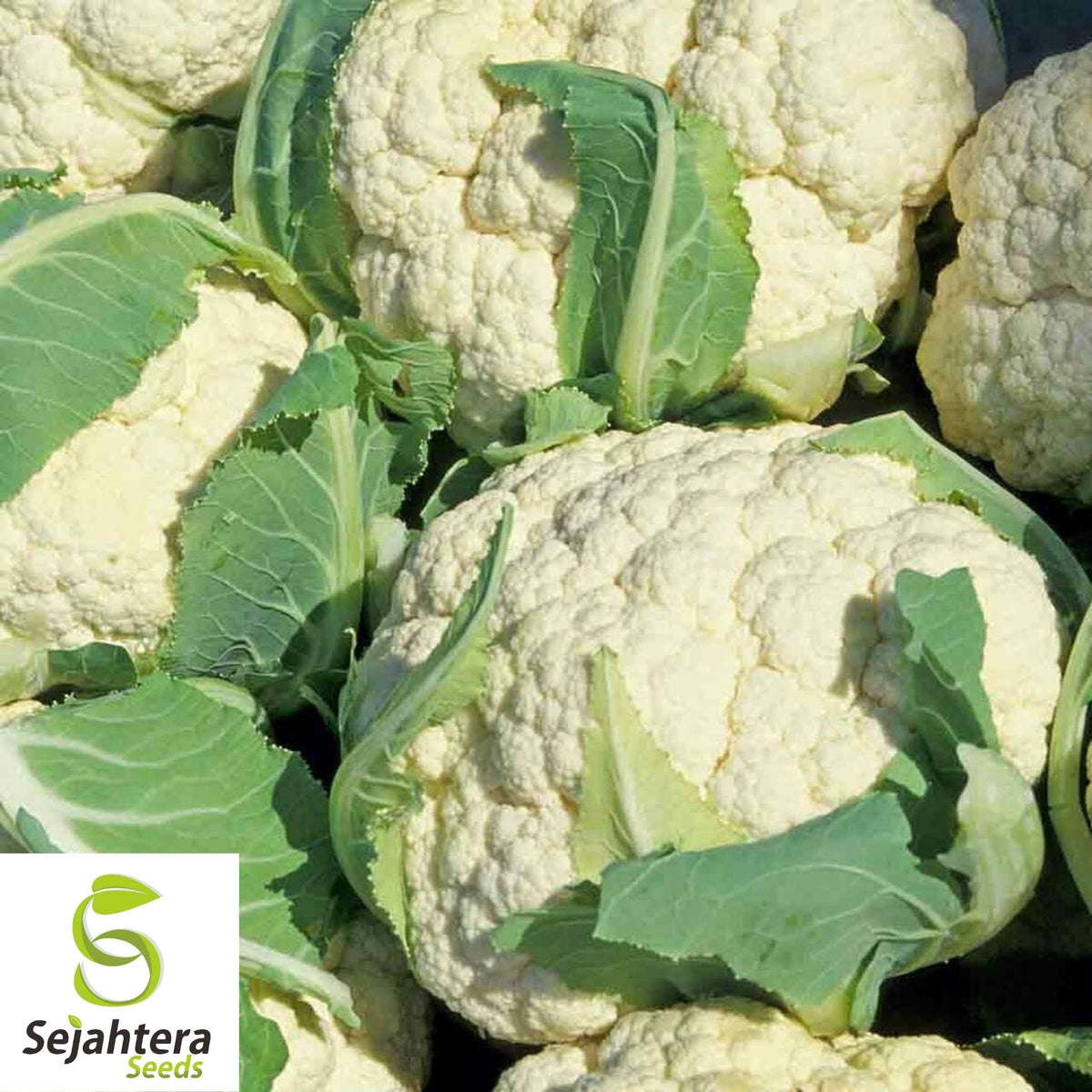 Cauliflower Snowball Y Improved Seeds 300+ | Vegetable NON-GMO USA