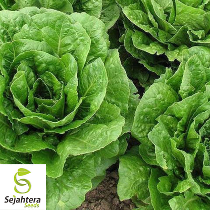 1000 Oak Leaf Lettuce Seeds - Non-GMO, Tender & Unique Heirloom Variety