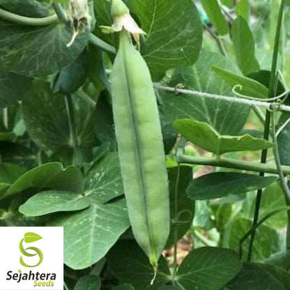 Early Frosty Pea Seeds 25 Ct | Heirloom Green Pod Vegetable NON-GMO USA