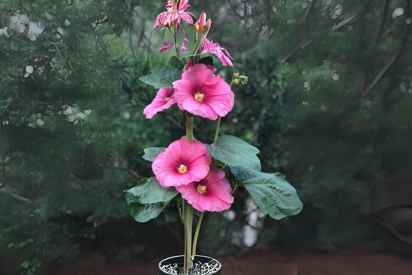 Hollyhock (Alcea rosea)