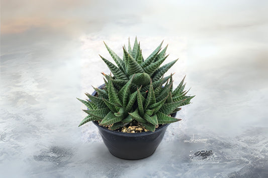 Fairy Washboard Succulent Plant 4" Pot, Haworthia limifolia, Drought-Tolerant Indoor Houseplant, Easy Care Succulent